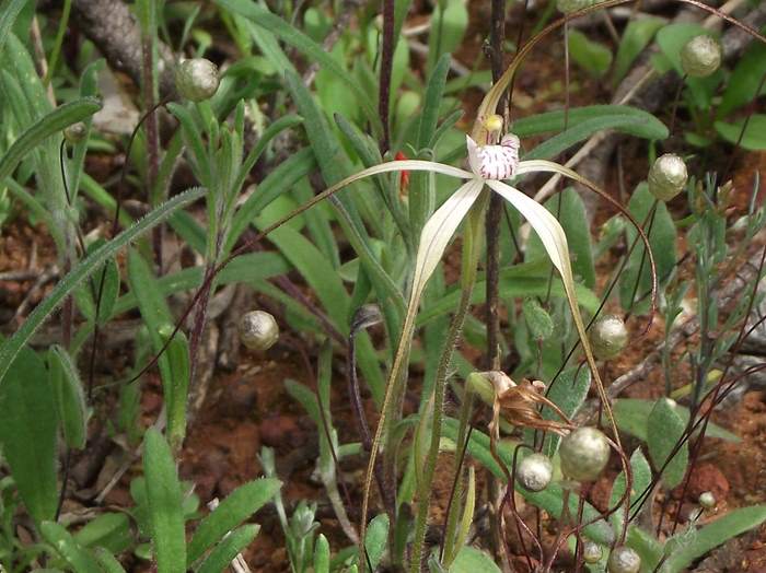 Caladenia - Orchid-spider-4-Sep-2018p0002.JPG